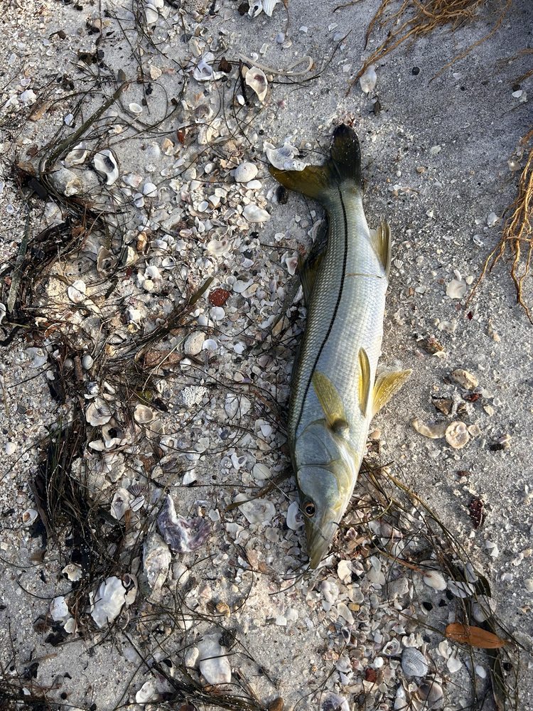 All About Fishing Logo