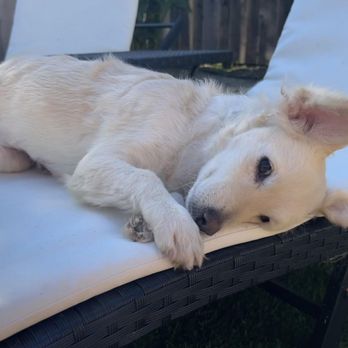 Doggie Protective Services - Pet Adoption Near Me Doggie Protective Services - Pet Adoption Near Me