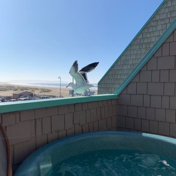 SeaVenture Beach Hotel - Lol at my foot but the bird taking off is epic! This was November look how amazing it is outside! - Seafood Near Me - Pismo Beach, California SeaVenture Beach Hotel - Lol at my foot but the bird taking off is epic! This was November look how amazing it is outside! - Seafood Near Me - Pismo Beach, California