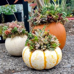 Suburban Succulents Plant and Flower Shop