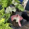 Soil Service Garden Center gift card