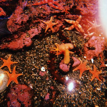 Seattle Aquarium - Aquariums Near Me - Seattle, Washington Seattle Aquarium - Aquariums Near Me - Seattle, Washington