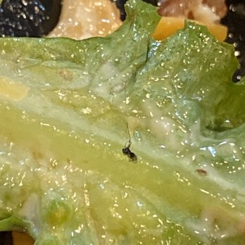 Culver's - An ant  mixed within my salad - Ice Cream & Frozen Yogurt Near Me - Crestwood, Illinois