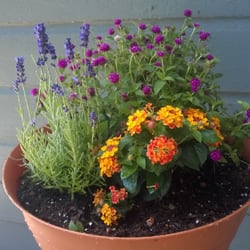Bluebird Growers - Jasmine, lantana, and another flower I cannot remember!
