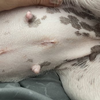 El Cerrito Veterinary Hospital - 4 days after her surgery. Her incision is healing so nicely! - Veterinarians Near Me - La Mesa, California El Cerrito Veterinary Hospital - 4 days after her surgery. Her incision is healing so nicely! - Veterinarians Near Me - La Mesa, California