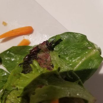 Mercurys Coffee - Decomposing lettuce Leaf - Coffee & Tea Near Me - Bellevue, Washington Mercurys Coffee - Decomposing lettuce Leaf - Coffee & Tea Near Me - Bellevue, Washington