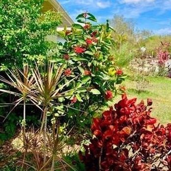 Pedro's Lawn Service - Before: Mixed shrubs all together - Tree Services Near Me Pedro's Lawn Service - Before: Mixed shrubs all together - Tree Services Near Me