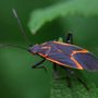 Photo of Exodus Pest Control
