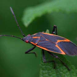 Exodus Pest Control