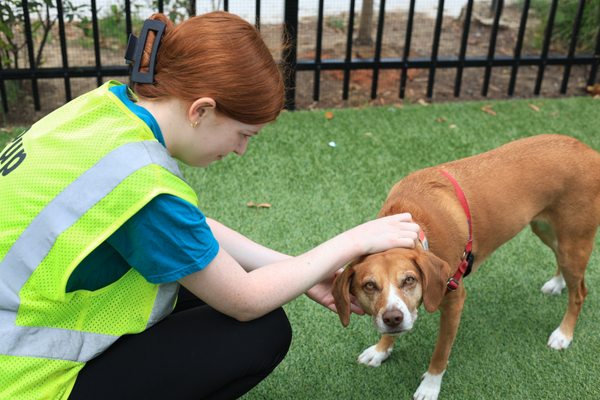 Dog Daze Social Club by null