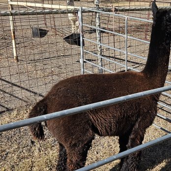 Great American Alpacas - Clark Kent - Attraction Farms Near Me - Marion, Texas Great American Alpacas - Clark Kent - Attraction Farms Near Me - Marion, Texas