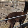 Photo of Great American Alpacas