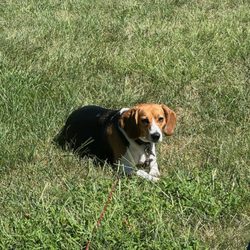 Oswego Animal Hospital - Our Gucci
