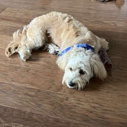 TrailBlazer Pet Supply - Ollie lives his new doo!