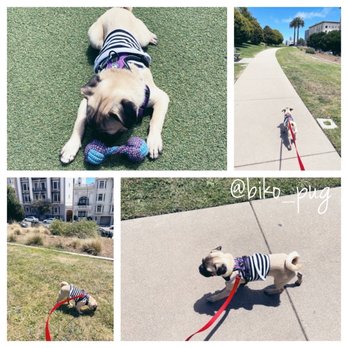 Lafayette Park - June 2021, Lafayette Park - Dog Parks Near Me - San Francisco, California Lafayette Park - June 2021, Lafayette Park - Dog Parks Near Me - San Francisco, California