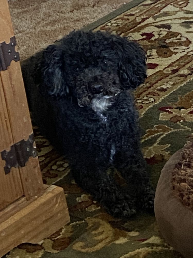 OTTERTAIL PET RESORT Updated October 2024 27 Photos 10257 Francis