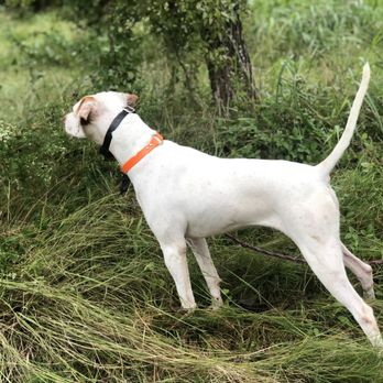 Ryckman Kennels - Pet Training Near Me - Boerne, Texas Ryckman Kennels - Pet Training Near Me - Boerne, Texas