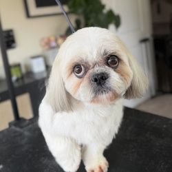 The Woof Grooming - Freshly groomed Shih Tzu at The Woof Grooming