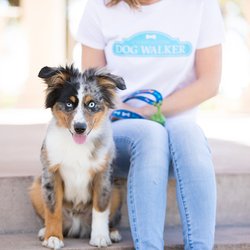 Charleston Dog Walker - We're happy to take your dog for a walk around the neighborhood or play in the backyard so they can get energy out and have tons of fun!