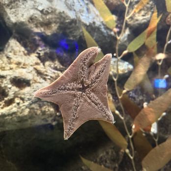 Shark Reef Aquarium at Mandalay Bay - Starfish - Aquariums Near Me - Las Vegas, Nevada