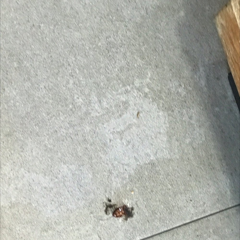 COD TAIL GREENWOOD 329 S Carolina 72, Greenwood, South Carolina