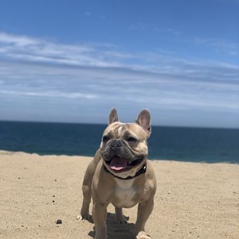 Got Frenchie? - My very first frenchie Kovu - Pet Breeders Near Me Got Frenchie? - My very first frenchie Kovu - Pet Breeders Near Me