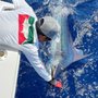 Tag Cabo Sportfishing