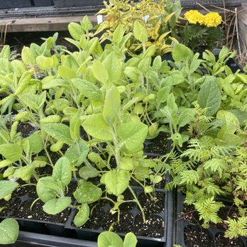 Duluth Grill - Some of their fresh grown herbs in their little garden out back - Breakfast & Brunch Near Me - Duluth, Minnesota
