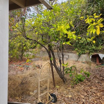 Ambitious Loyalty Landscaping - Multiple pictures from different angles - before clean-up - this is the backyard from different areas - Landscaping Near Me - Chula Vista, California Ambitious Loyalty Landscaping - Multiple pictures from different angles - before clean-up - this is the backyard from different areas - Landscaping Near Me - Chula Vista, California