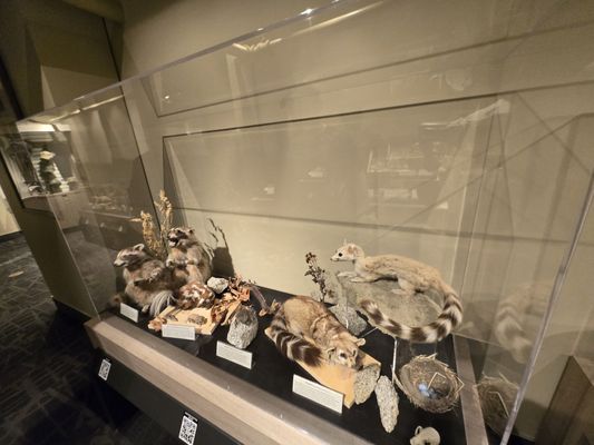 Palm Springs Aerial Tramway by null