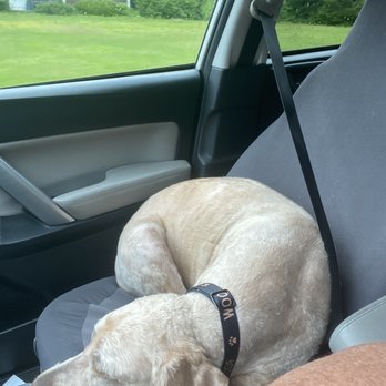 Groomingdales - Curled up as soon as I started the car.   Amazing!   (Usually he is on the floor but I didn't want him to get dirty). - Pet Groomers Near Me - Torrington, Connecticut