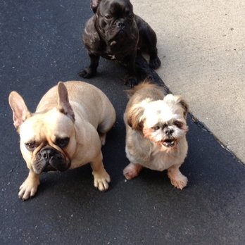 Wagg-n-Walk - CLEF says we listen to our commands - Dog Walkers Near Me - Pittsburgh, Pennsylvania Wagg-n-Walk - CLEF says we listen to our commands - Dog Walkers Near Me - Pittsburgh, Pennsylvania
