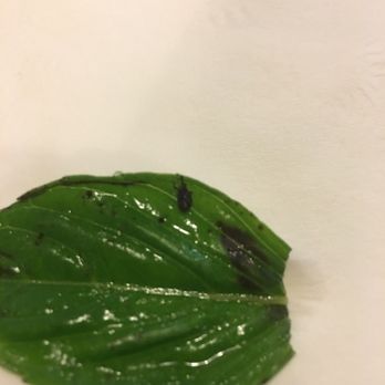 Pho 11 - Bug in our pho soup... found on a basil leaf. - Vietnamese Near Me - State College, Pennsylvania