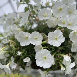 The Brothers Greenhouses