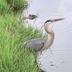 Eufaula National Wildlife Refuge
