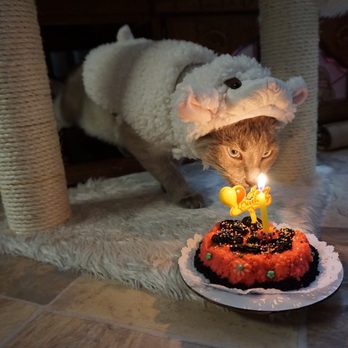 PJ's Pet Cafe - Pet Stores Near Me - Long Beach, California PJ's Pet Cafe - Pet Stores Near Me - Long Beach, California