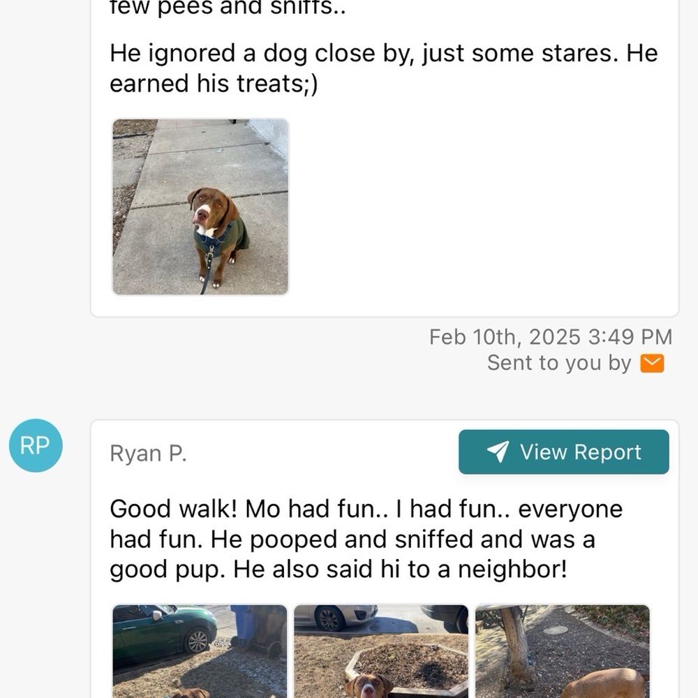 Windy City Dog Walkers - Dog Walkers Near Me - Chicago, Illinois Windy City Dog Walkers - Dog Walkers Near Me - Chicago, Illinois