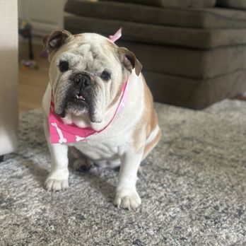 Happy Spa Dogs Mobile Grooming - Pet Groomers Near Me