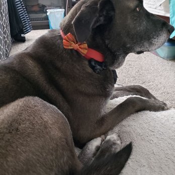Creative Clips Grooming - Happy clean pup! - Pet Groomers Near Me - Benicia, California Creative Clips Grooming - Happy clean pup! - Pet Groomers Near Me - Benicia, California