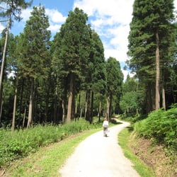 Baum-Welt-Pfad