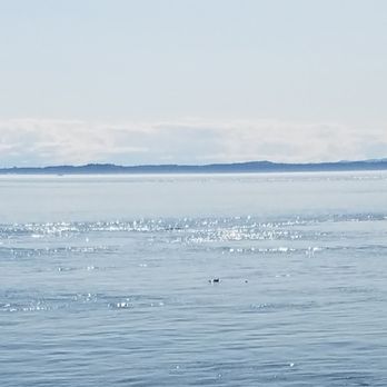 Lime Kiln Point State Park - Porpoise - Parks Near Me - Friday Harbor, Washington