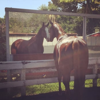 Altadena Stables - In the arena and wondering who's looking back at him :) - Horseback Riding Near Me - Altadena, California Altadena Stables - In the arena and wondering who's looking back at him :) - Horseback Riding Near Me - Altadena, California