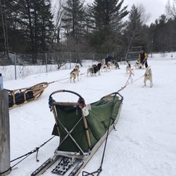 Husky Works Mushing Company - Laura setting up. The dogs couldn't contain their excitement!