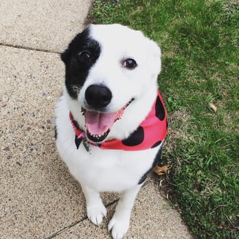 Wendy's Doghouse - They did an excellent job grooming and de-shedding my pups! - Pet Groomers Near Me - Minneapolis, Minnesota