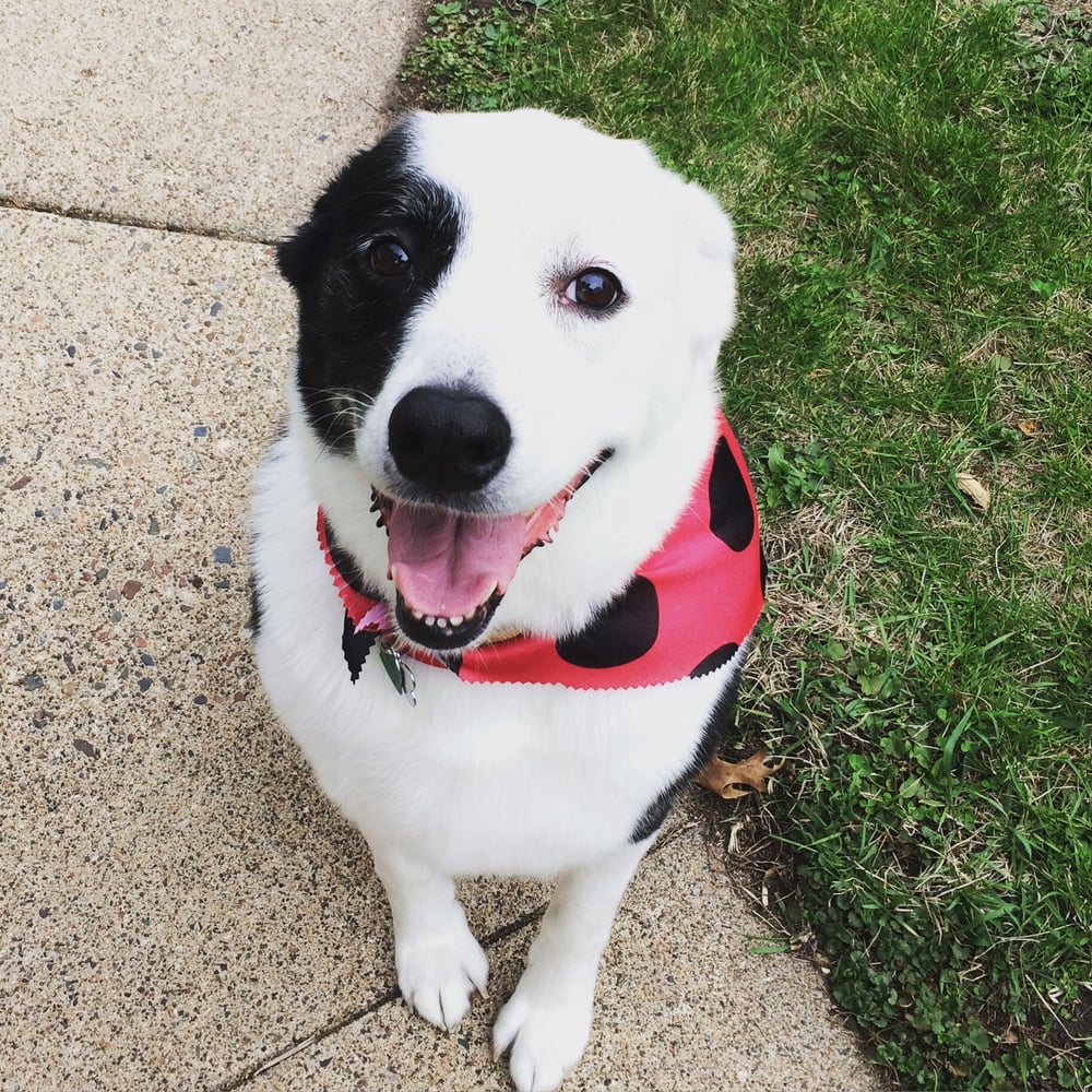 WENDY’S DOGHOUSE Updated September 2024 47 Reviews 4207 E 54th St