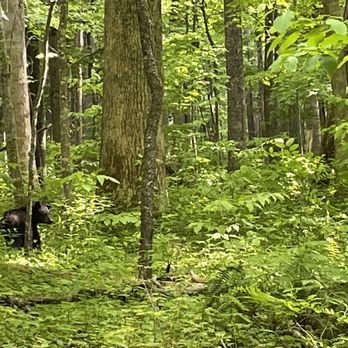Roaring Fork Motor Nature Trail - First bear I spotted on this trail. - Hiking Near Me