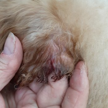 Perky Poodle - Their finest work - Pet Groomers Near Me - Dallas, Texas