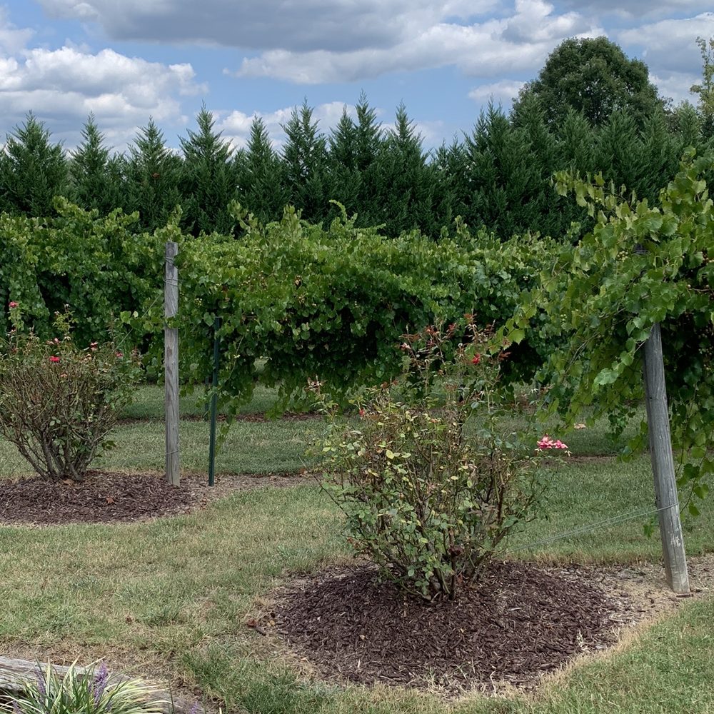 Douglas Vineyards - a row of trees and shrubs - Wine Tasting Room Near Me - Kannapolis, North Carolina