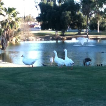 Chaparral Golf Course - Geese on the golf course. - Golf Near Me - Bullhead City, Arizona Chaparral Golf Course - Geese on the golf course. - Golf Near Me - Bullhead City, Arizona