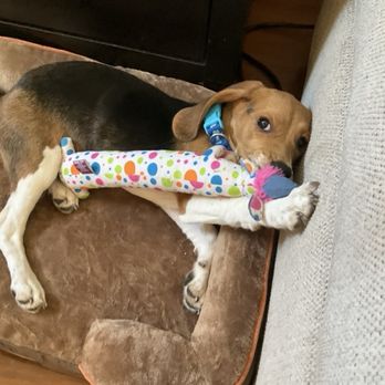 PetSmart - Marble loves loofa. - Pet Stores Near Me - Ontario, California